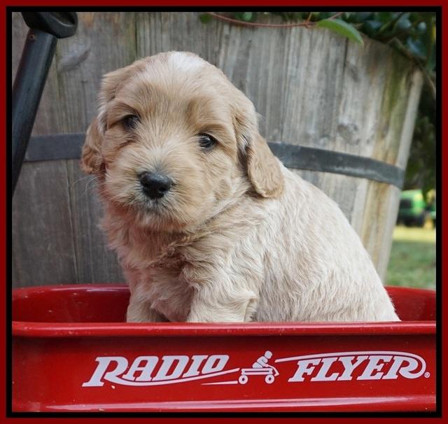 Jetta Texas pups 4 wks old 71