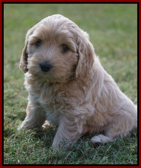 Jetta Texas pups 6 wks old 51