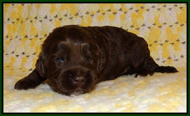 Jetta Texas pups 2 wks old 51