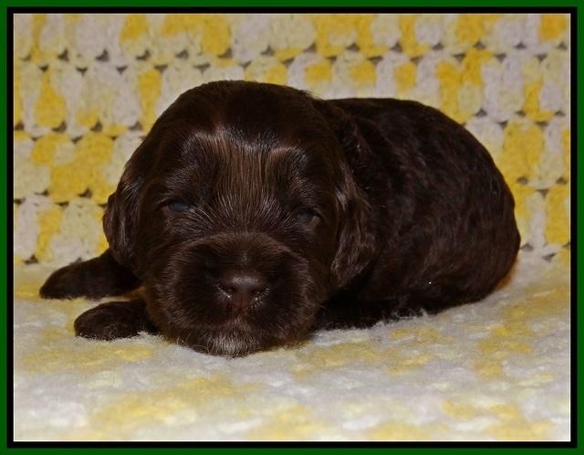 Jetta Texas pups 2 wks old 61
