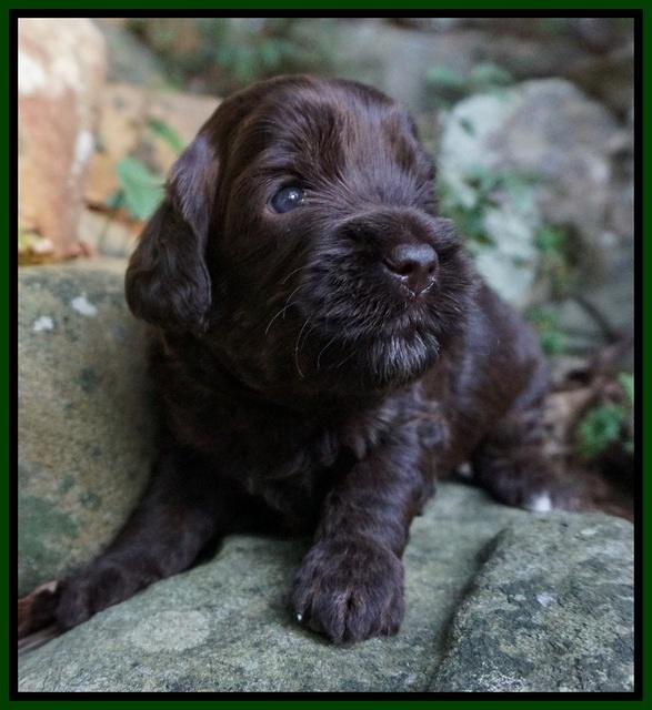 Jetta Texas pups 3 wks old 61