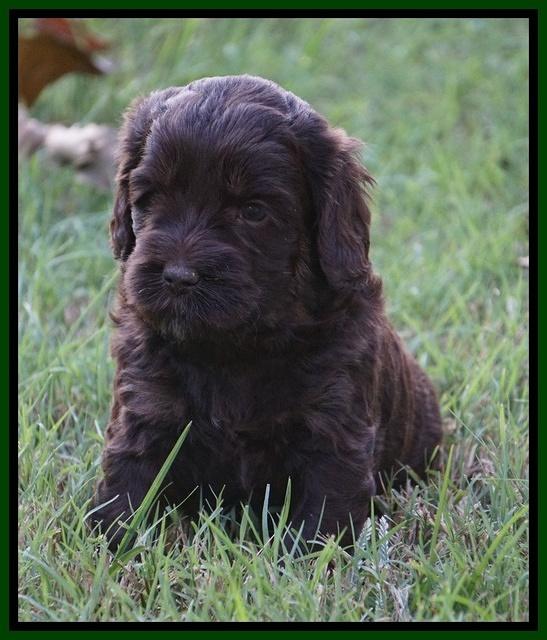 Jetta Texas pups 4 wks old 11100