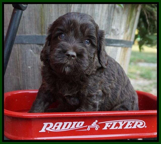 Jetta Texas pups 4 wks old 91