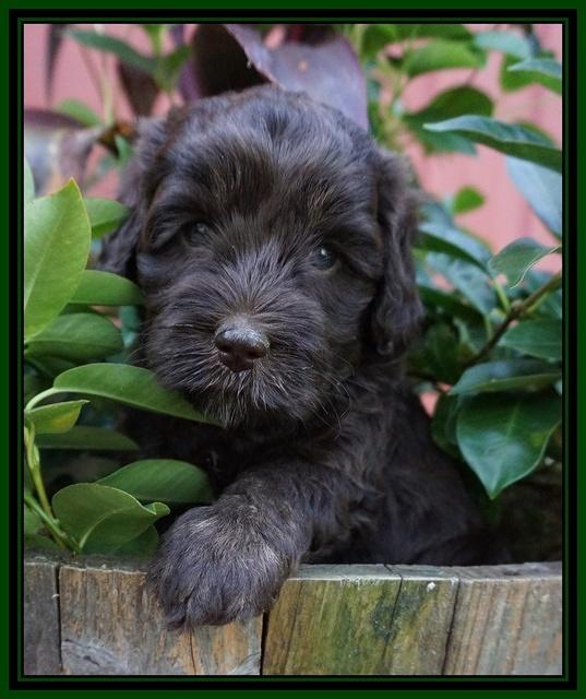 Jetta Texas pups 5 wks old 81