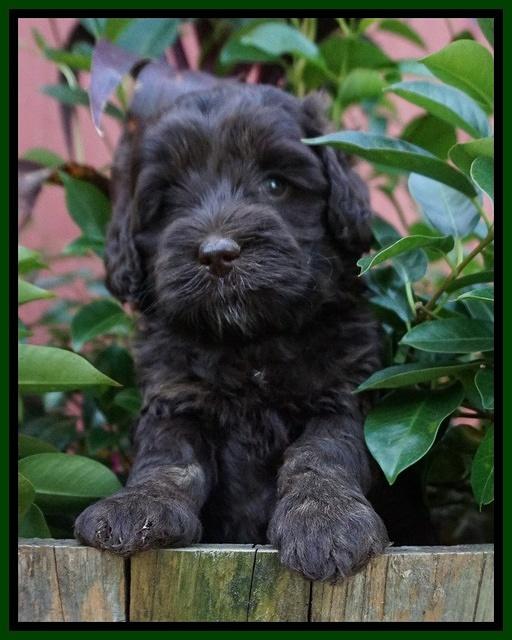 Jetta Texas pups 5 wks old 91