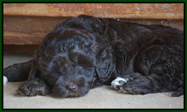 Jetta Texas pups 6 wks old 101