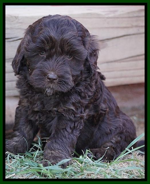 Jetta Texas pups 6 wks old 12100