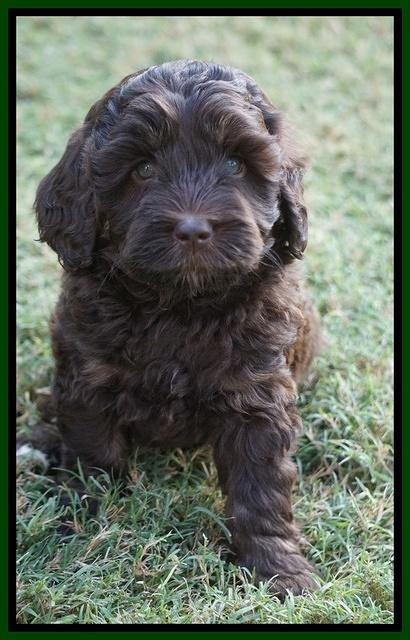 Jetta Texas pups 6 wks old 91