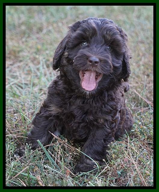 Jetta Texas pups 7 wks old 111