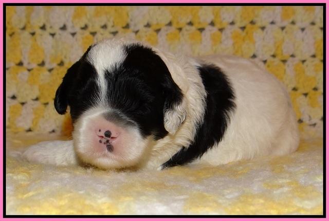 Jetta Texas pups 2 wks old 71