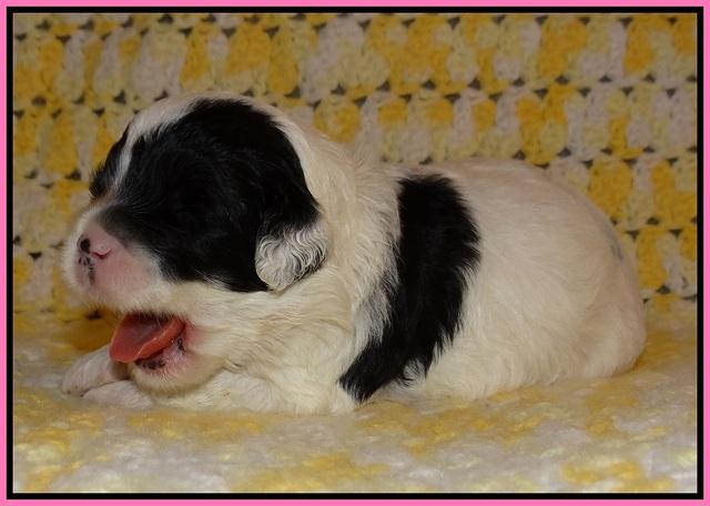 Jetta Texas pups 2 wks old 81