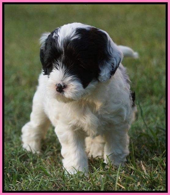 Jetta Texas pups 20100