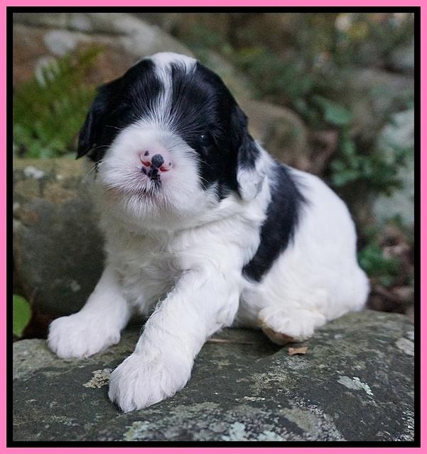 Jetta Texas pups 3 wks old 111