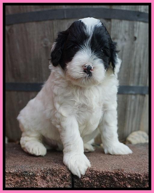 Jetta Texas pups 4 wks old 121