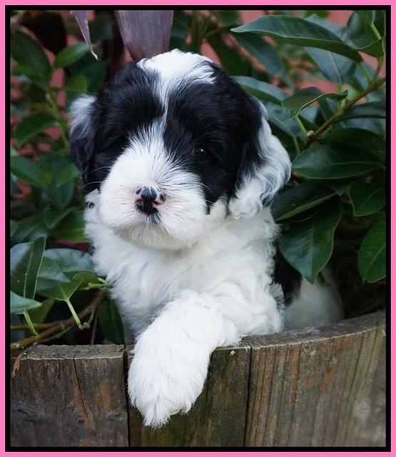 Jetta Texas pups 5 wks old 101