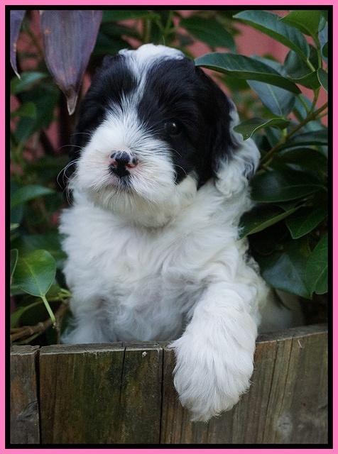 Jetta Texas pups 5 wks old 121