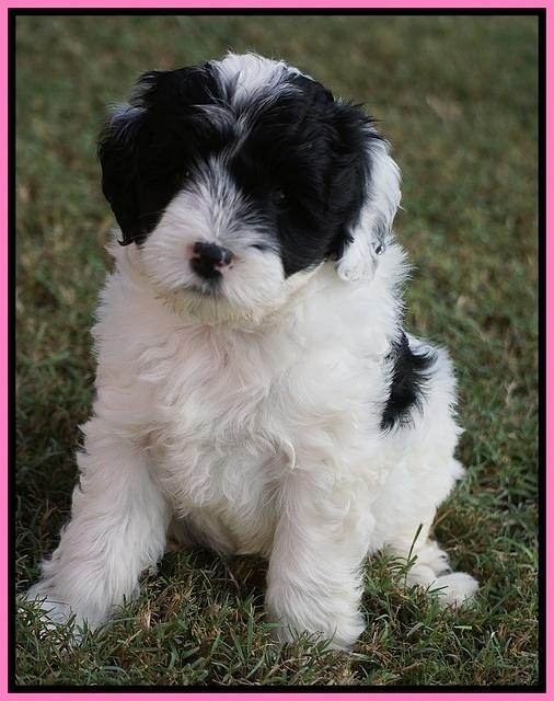 Jetta Texas pups 6 wks old 121