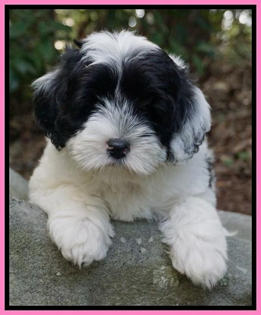 Jetta Texas pups 8 wks old 201