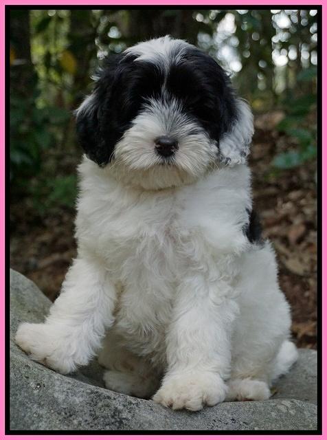 Jetta Texas pups 8 wks old 221