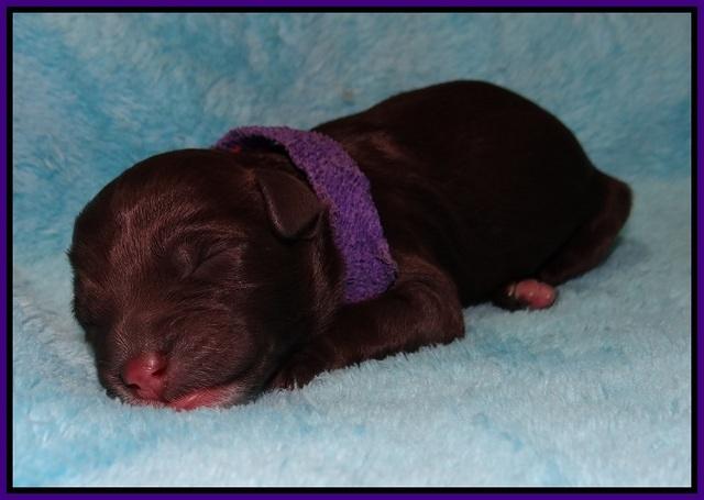 Jetta Texas Newborn pups 104