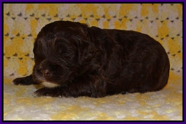Jetta Texas pups 2 wks old 101