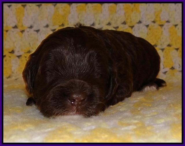 Jetta Texas pups 2 wks old 91