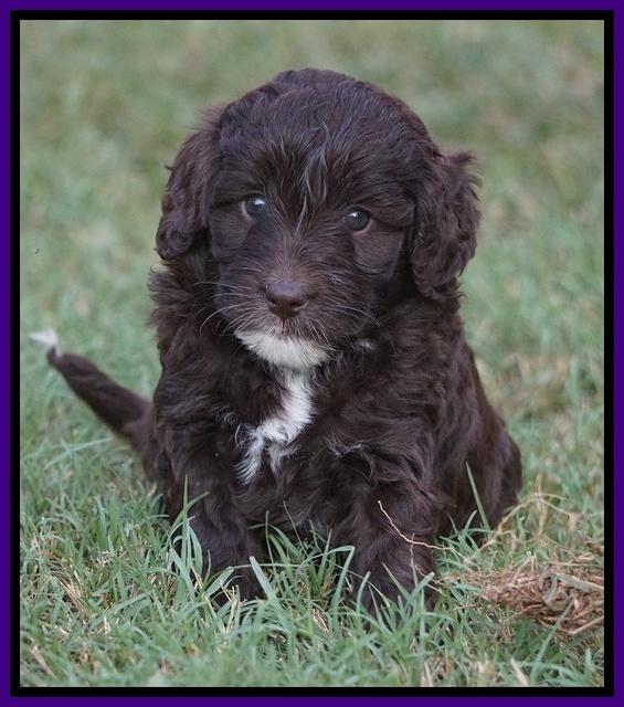 Jetta Texas pups 23100