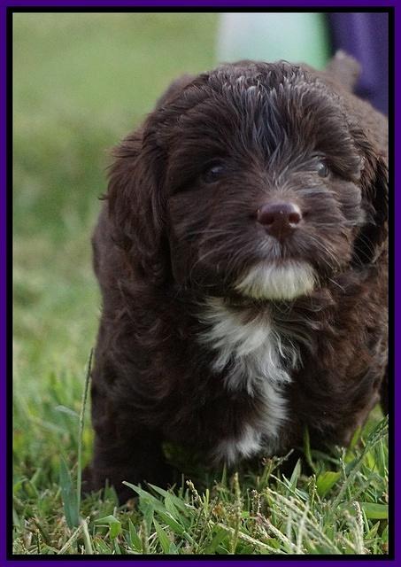 Jetta Texas pups 27100