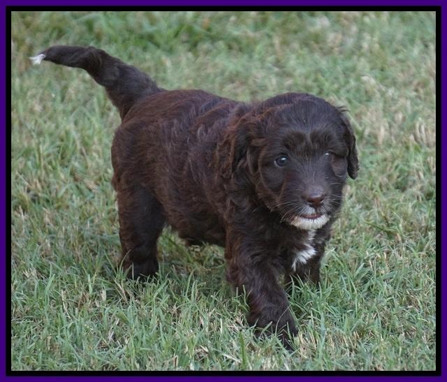 Jetta Texas pups 29100