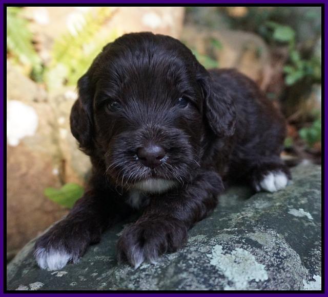 Jetta Texas pups 3 wks old 121