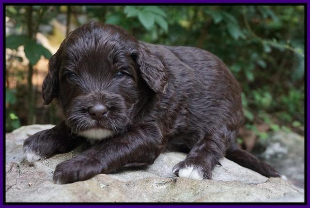 Jetta Texas pups 3 wks old 141