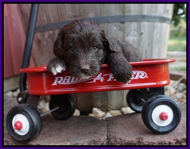 Jetta Texas pups 4 wks old 131