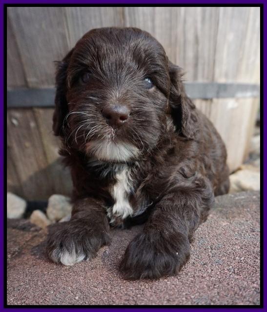 Jetta Texas pups 4 wks old 151