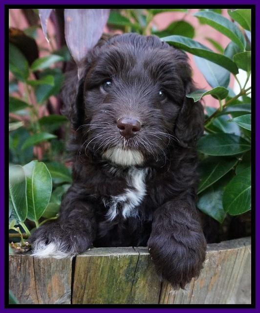 Jetta Texas pups 5 wks old 131