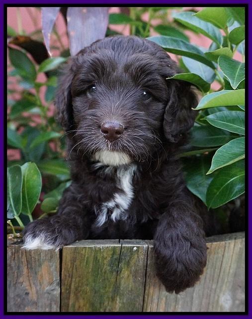 Jetta Texas pups 5 wks old 141