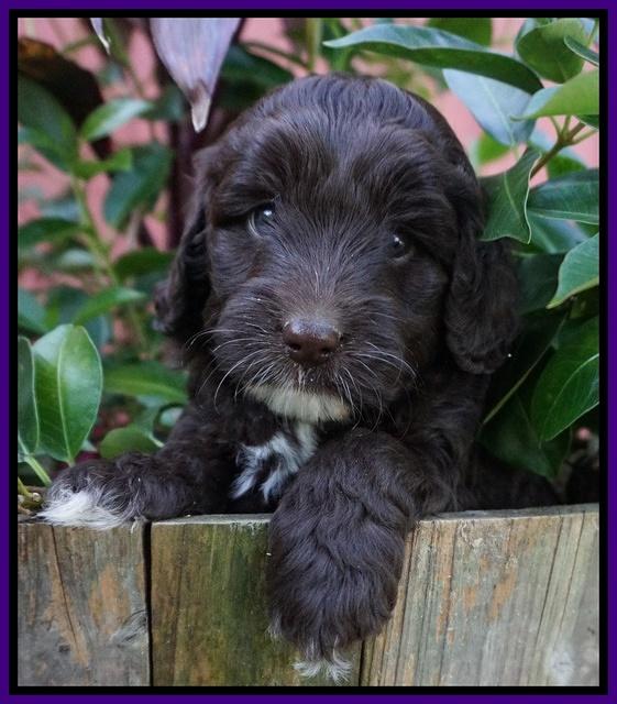 Jetta Texas pups 5 wks old 151