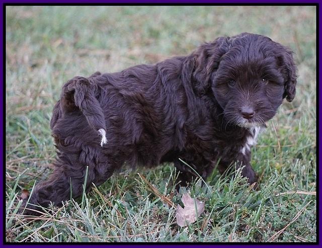 Jetta Texas pups 7 wks old 191