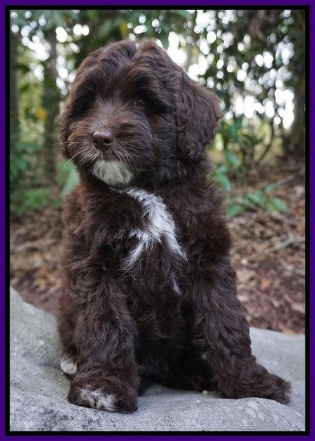 Jetta Texas pups 8 wks old 161