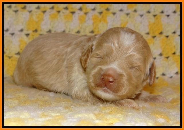 Jetta Texas pups 2 wks old 31