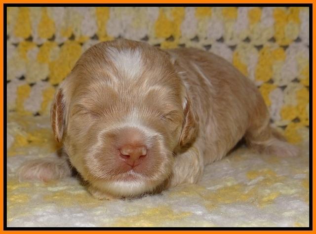 Jetta Texas pups 2 wks old 41
