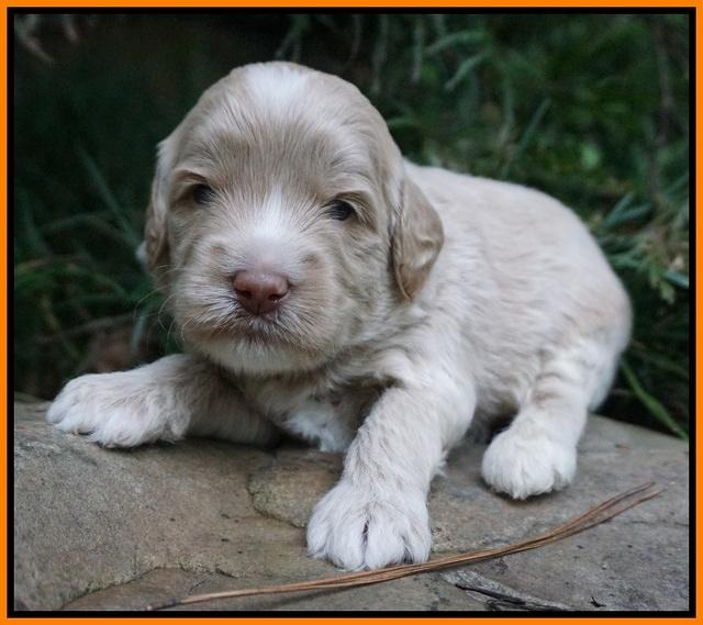 Jetta Texas pups 3 wks old 151