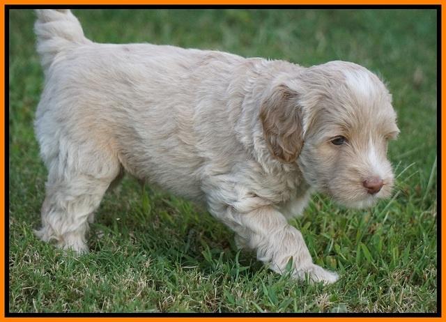 Jetta Texas pups 31100