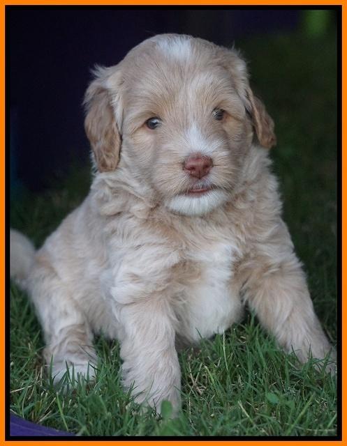 Jetta Texas pups 33100