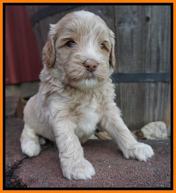 Jetta Texas pups 4 wks old 181