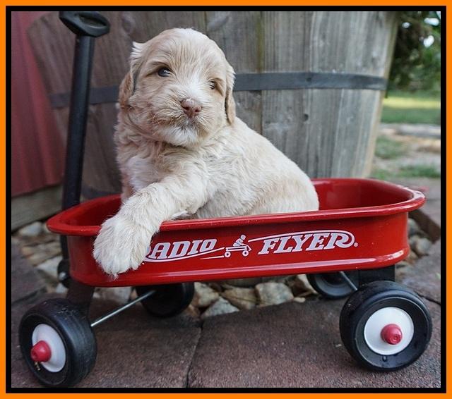 Jetta Texas pups 4 wks old 191