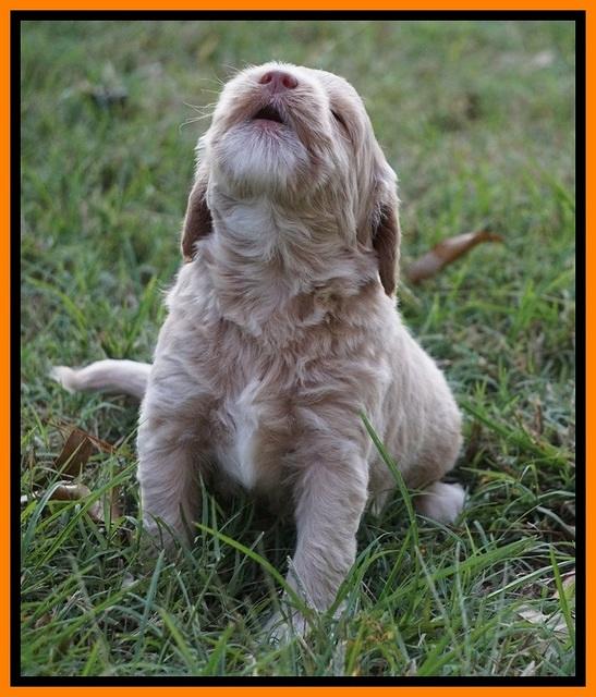 Jetta Texas pups 4 wks old 22100