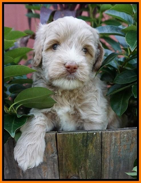 Jetta Texas pups 5 wks old 171