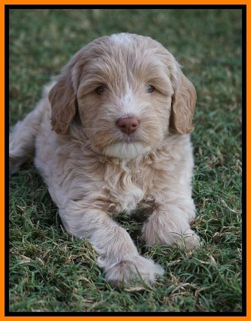 Jetta Texas pups 6 wks old 161