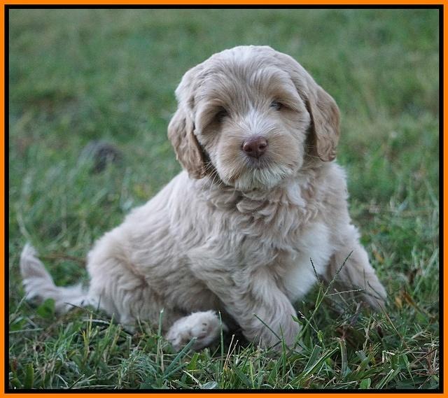 Jetta Texas pups 7 wks old 241