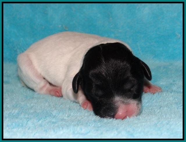Jetta Texas Newborn pups 134